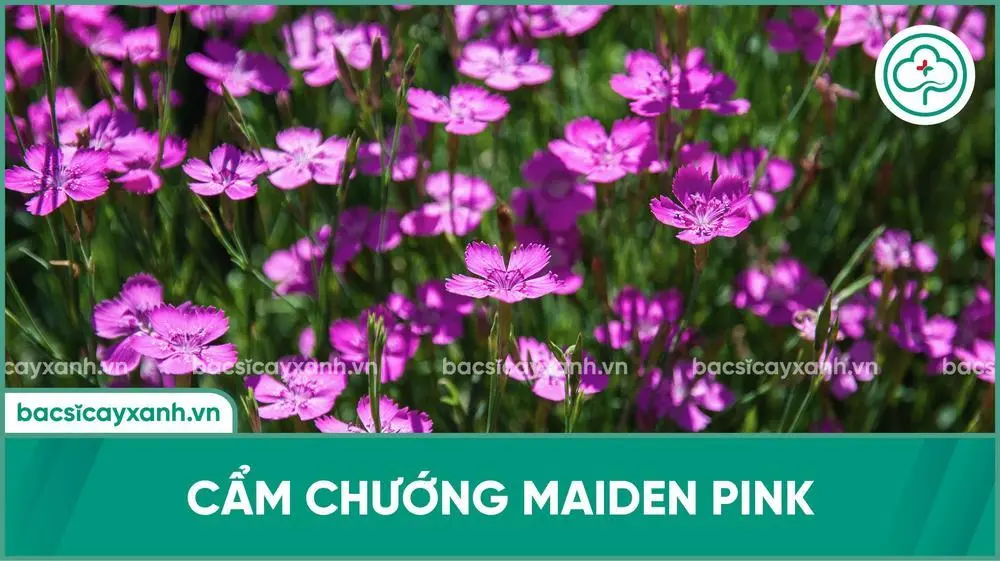 Hoa cẩm chướng Maiden Pink